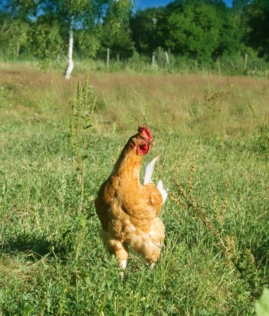 Chapon de poulet fermier blanc-Label Rouge-Auvray Volailles