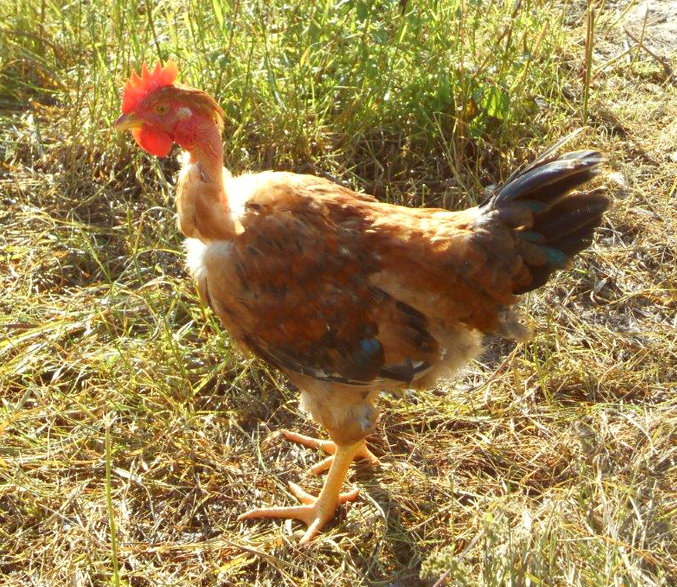Chapon de poulet fermier jaune-Label Rouge-Auvray Volailles
